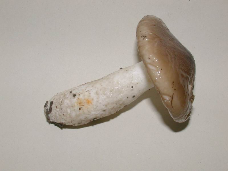 Hygrophorus latitabundus